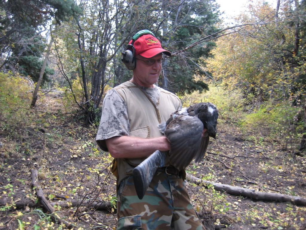 Utah grouse hunt Shotgun Forum